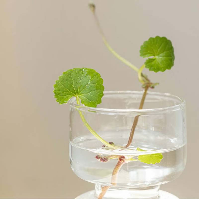 BEAUTY OF JOSEON - CENTELLA ASIATICA CALMING MASK